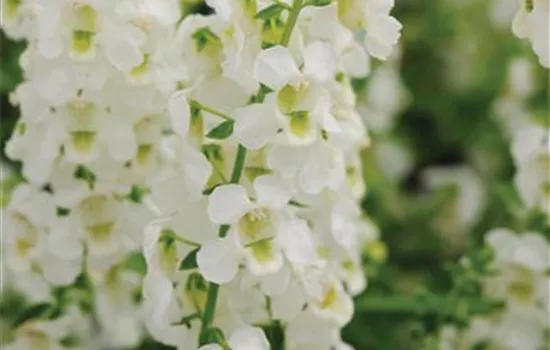Angelonia angustifola, in weiß