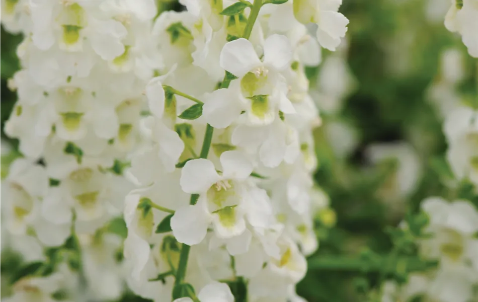Angelonia angustifola, in weiß