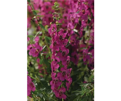 Angelonia angustifola, in pink