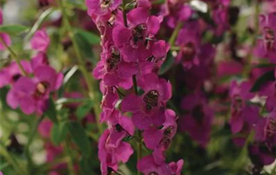 Angelonia angustifola, in pink Angelonia angustifola, in pink