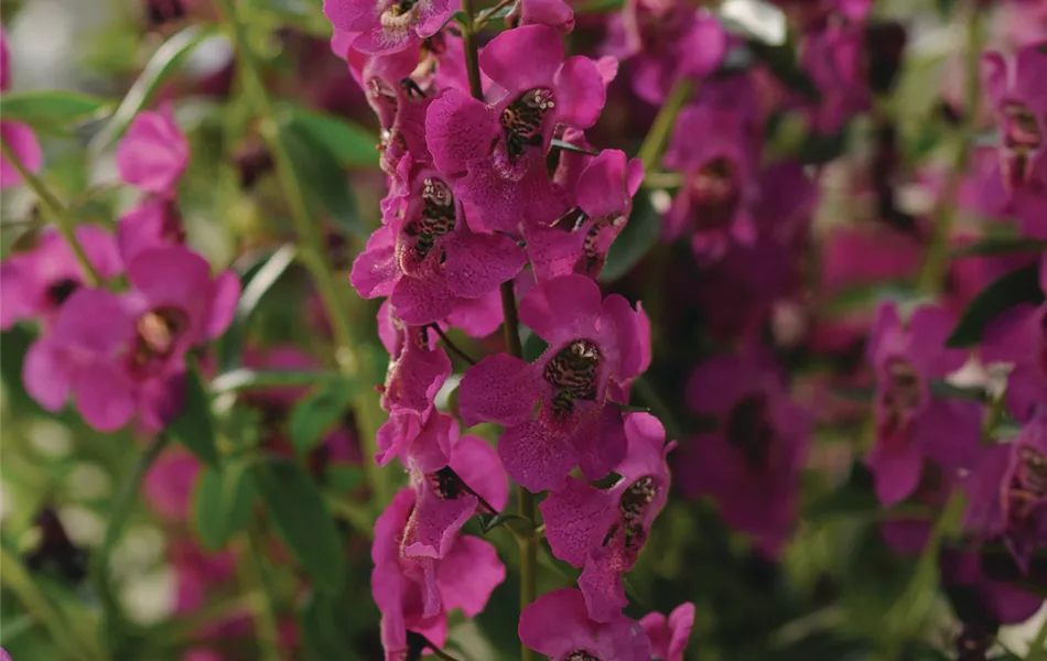 Angelonia angustifola, in pink