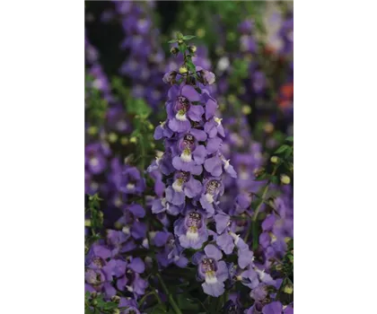 Angelonia angustifola, in blau Angelonia angustifola, in blau