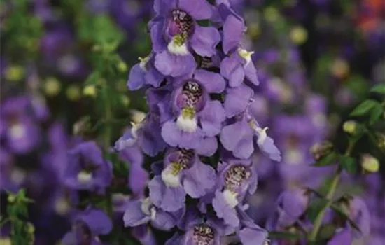 Angelonia angustifola, in blau Angelonia angustifola, in blau
