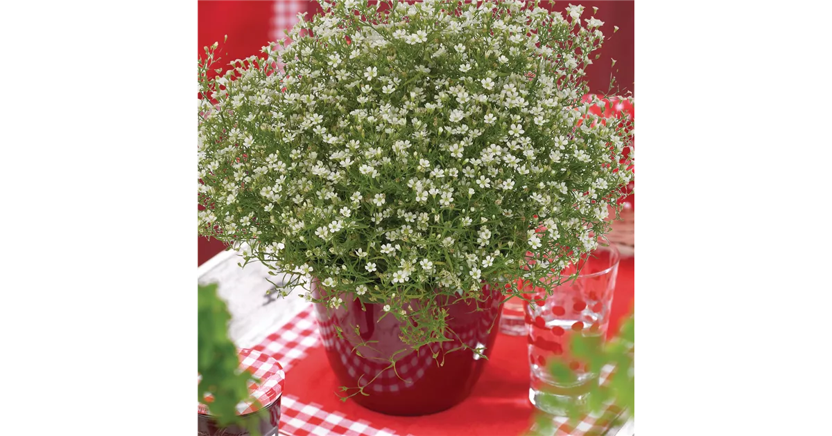 Puppia Gypsophila Halsband, Größe S, Weiß – Weiches Baumwollhalsband Für Hunde | Breiter Schnitt Gegen Scheuern