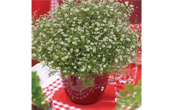 Gypsophila muralis, weiß Gypsophila muralis, weiß