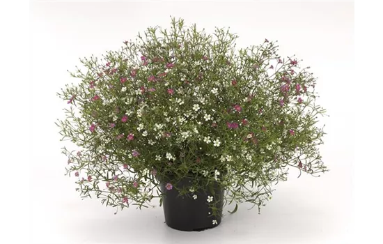 Gypsophila muralis Twins, zweifarbig
