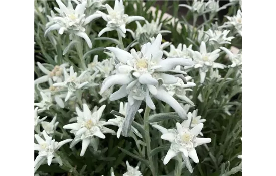 Garten Edelweiß Matterhorn