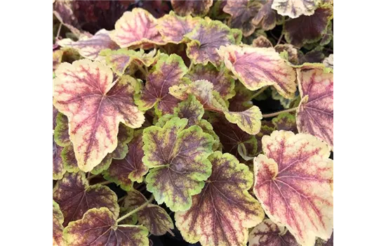 Heuchera / Heucherella "Solar Eclipse"