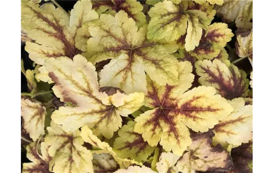 Heuchera / Heucherella "Golden Zebra"