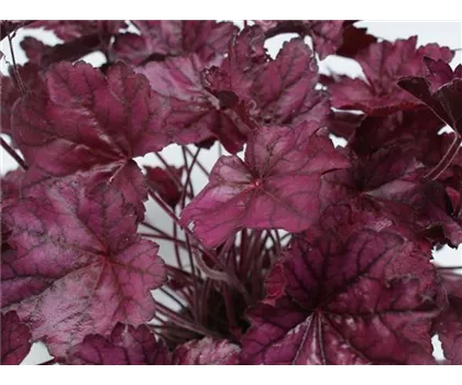 Heuchera - Purpurglöckchen"Wild Rose"