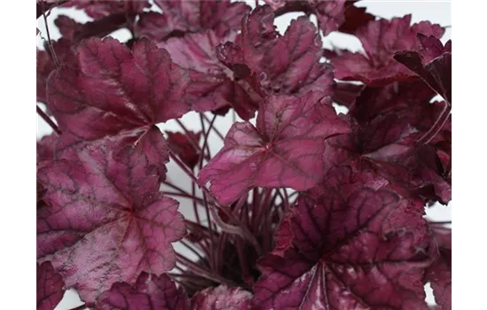 Heuchera - Purpurglöckchen"Wild Rose" Heuchera - Purpurglöckchen"Wild Rose"