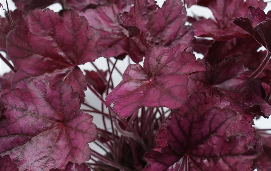 Heuchera - Purpurglöckchen"Wild Rose" Heuchera - Purpurglöckchen"Wild Rose"
