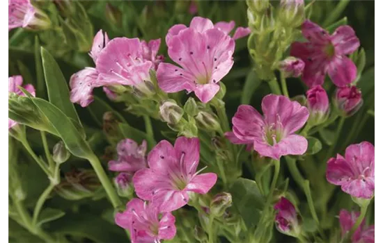 Gypsophila muralis, rosa