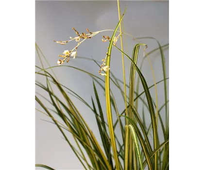 Anthericum Starlight® - Gras Starlight Anthericum Starlight® - Gras Starlight