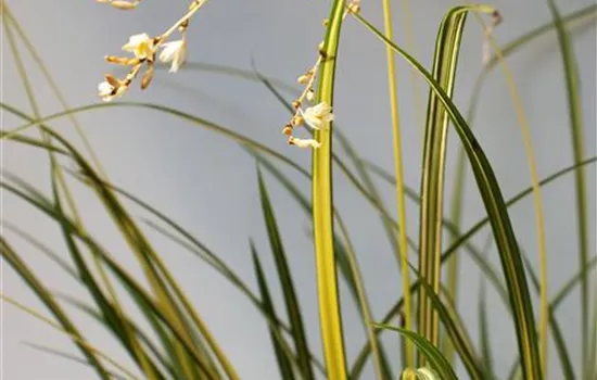 Anthericum Starlight® - Gras Starlight Anthericum Starlight® - Gras Starlight