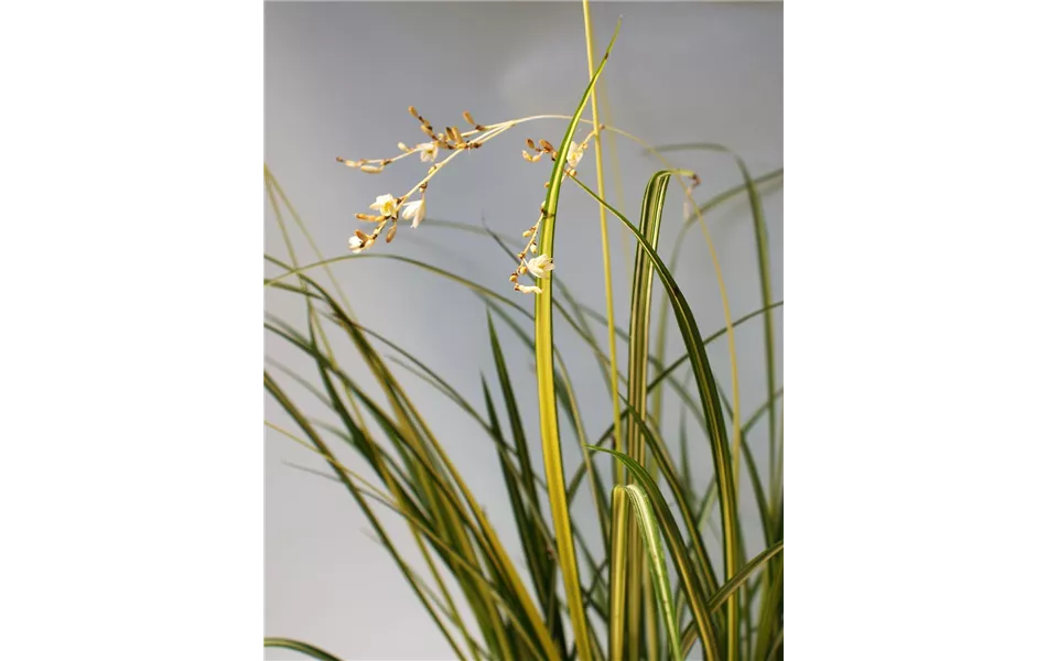 Anthericum Starlight® - Gras Starlight Anthericum Starlight® - Gras Starlight