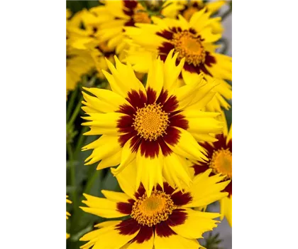Coreopsis grandiflora SunKiss - Mädchenauge Coreopsis grandiflora SunKiss - Mädchenauge