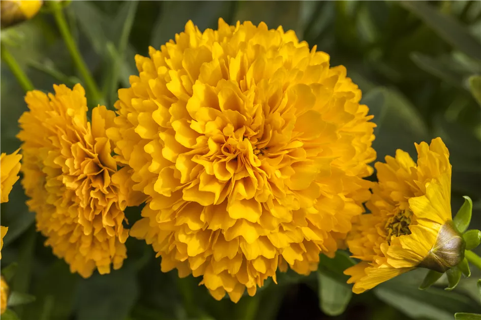 Coreopsis grandiflora, gelb gefllt