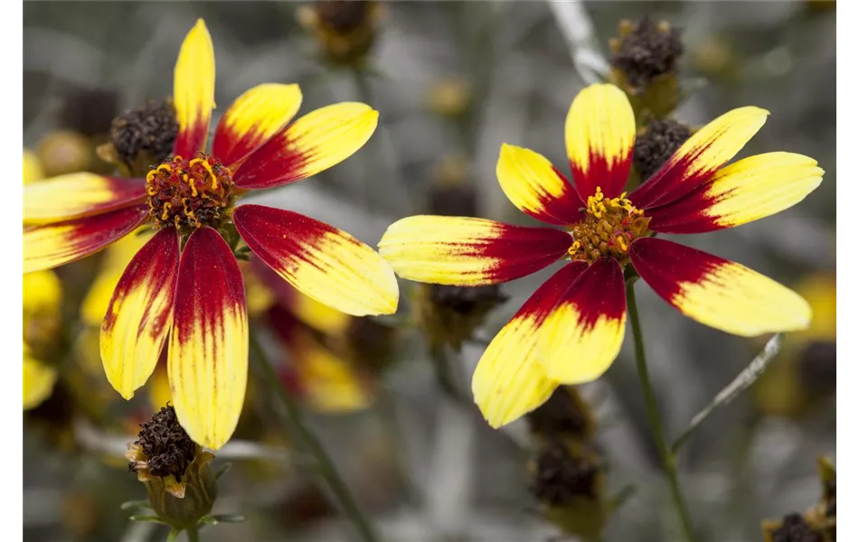 Coreopsis 'Bengal Tiger' - Mädchenauge Coreopsis 'Bengal Tiger' - Mädchenauge