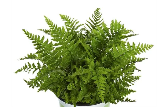 Goldschuppenfarn 'Crispa' Goldschuppenfarn 'Crispa'