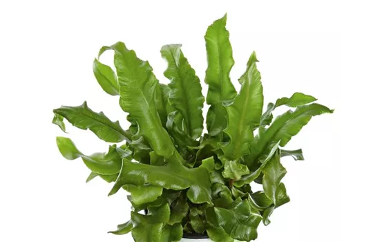 Hirschzungen-Farn 'Phyllis'