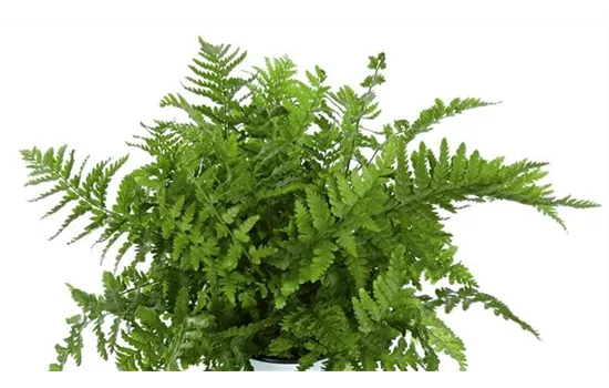 Echter oder Heimischer Wurmfarn 'Mexica' Echter oder Heimischer Wurmfarn 'Mexica'