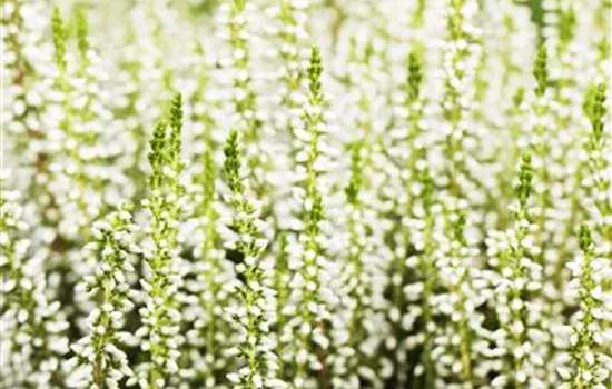Calluna vulgaris weiß Calluna vulgaris weiß