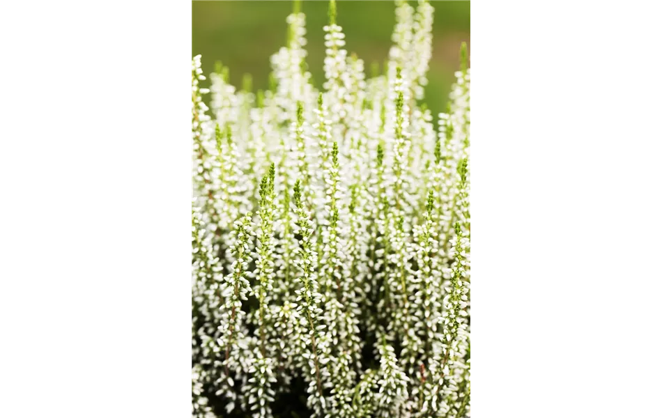 Calluna vulgaris weiß