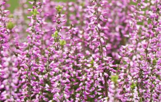 Calluna vulgaris erikafarben Calluna vulgaris erikafarben