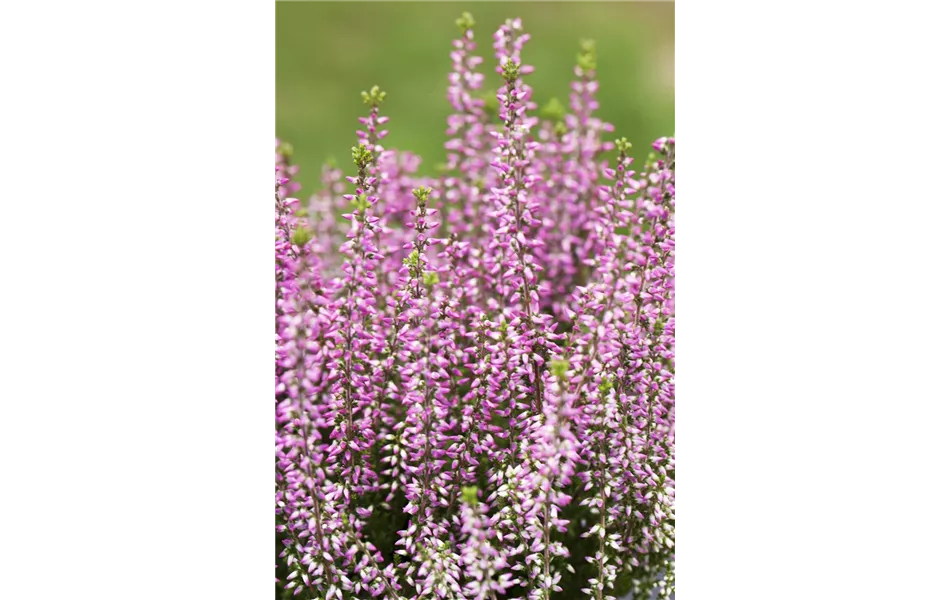 Calluna vulgaris erikafarben Calluna vulgaris erikafarben