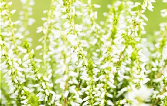 Calluna vulgaris 'Sandy', grün-weiß Calluna vulgaris 'Sandy', grün-weiß