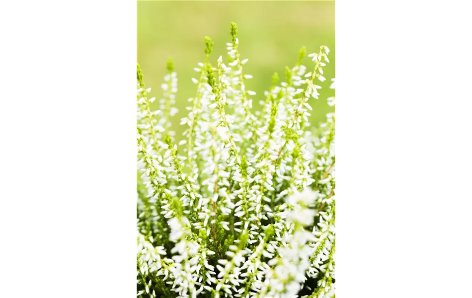 Calluna vulgaris 'Sandy', grün-weiß Calluna vulgaris 'Sandy', grün-weiß