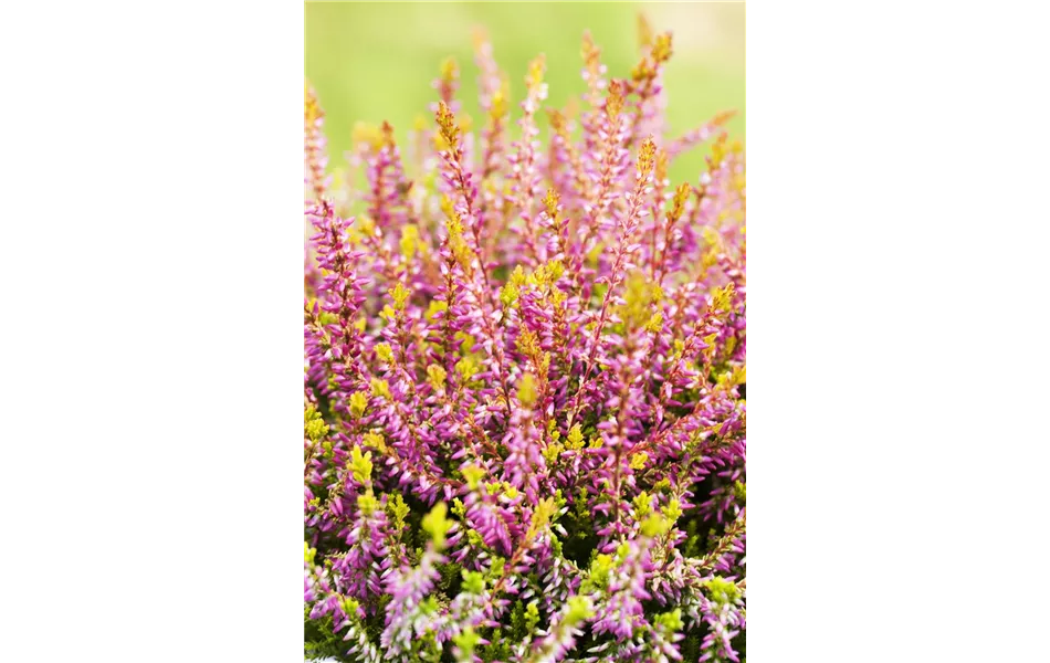 Calluna vulgaris 'Bonita' pink-lila Calluna vulgaris 'Bonita' pink-lila