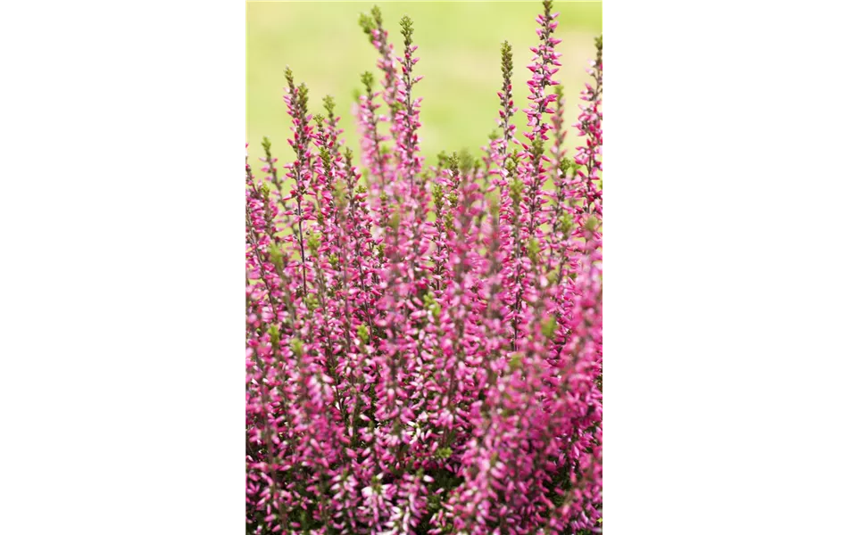 Calluna vulgaris lila Calluna vulgaris lila
