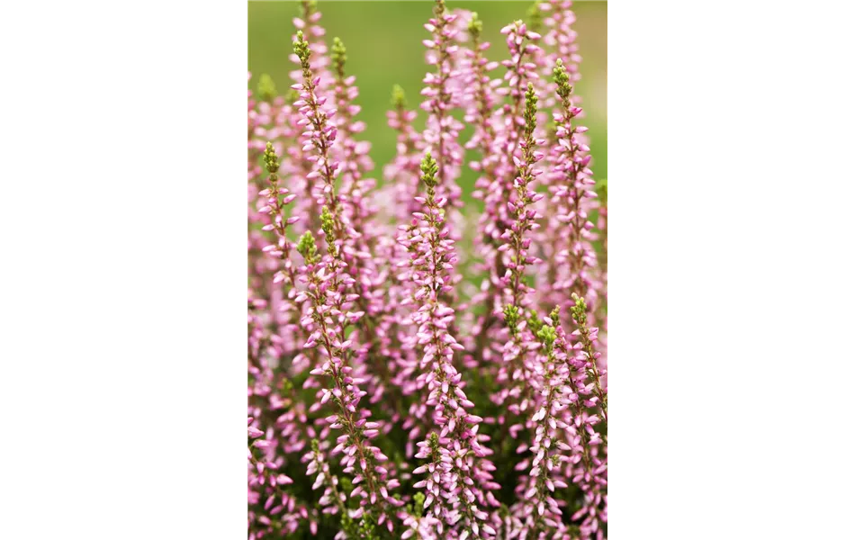 Calluna vulgaris - rosa Calluna vulgaris - rosa