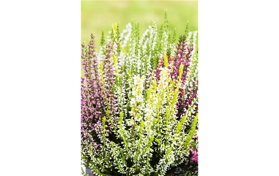Calluna vulgaris Quattro, 4-Farbenmix Calluna vulgaris Quattro, 4-Farbenmix
