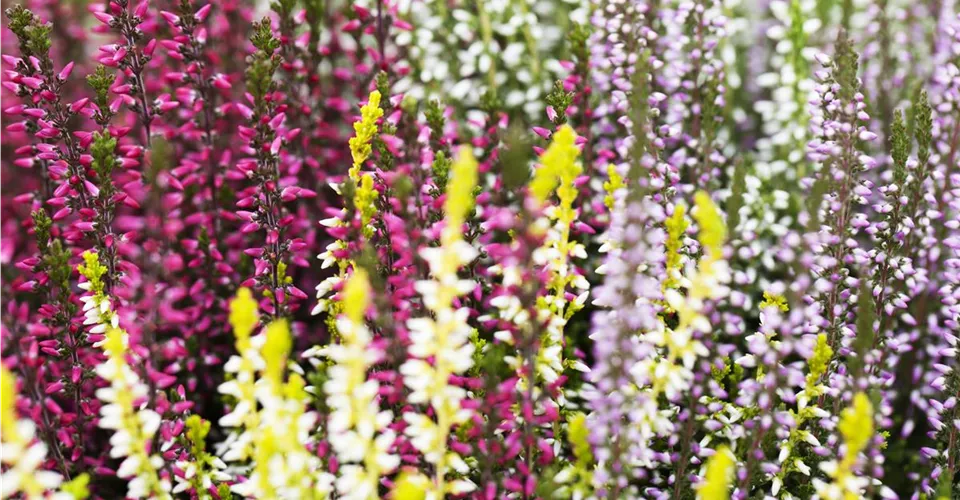 Calluna vulgaris Quattro-Girls in vier Farben