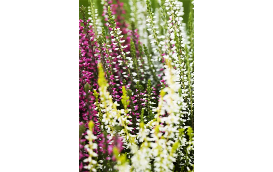 Calluna vulgaris Trio - dreifarbig Calluna vulgaris Trio - dreifarbig