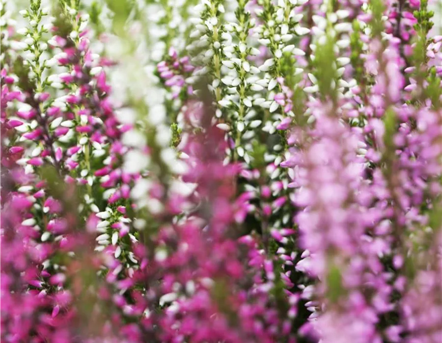 Knospenheide Calluna in Rosa, Weiß und Gelb