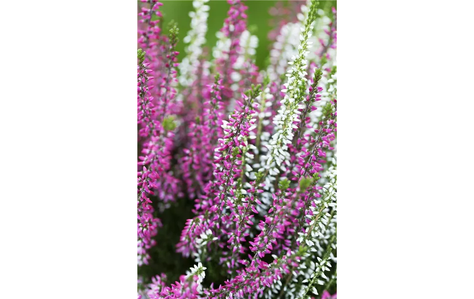 Calluna vulgaris Twins - zweifarbig Calluna vulgaris Twins - zweifarbig