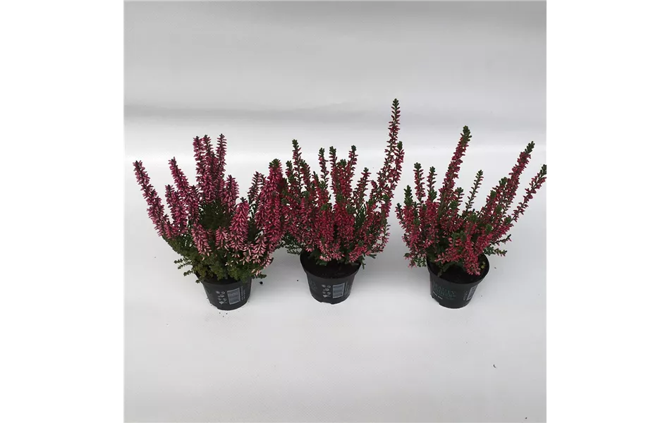 Calluna vulgaris Mini-s, Minis Calluna vulgaris Mini-s, Minis