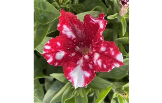 Petunie Red white Spots® Petunie Red white Spots®