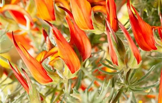 Lotus maculatus, gelb Lotus maculatus, gelb