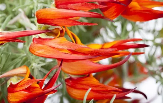 Lotus maculatus, rot