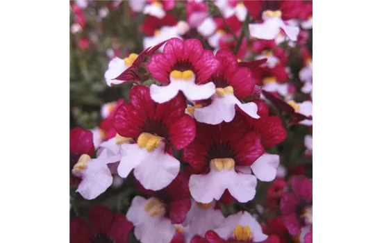 Nemesia 'Cherry on Ice', rot-weiß Nemesia 'Cherry on Ice', rot-weiß