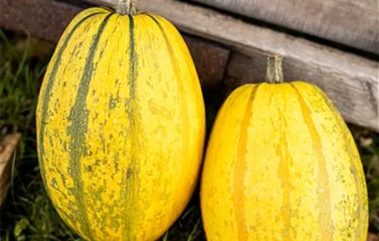 Spaghettikürbis 'Stripetti'