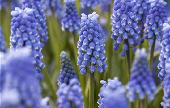 Muscari 'Blue Magic' Muscari 'Blue Magic'