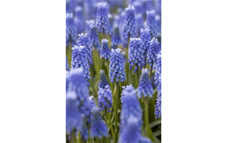 Muscari 'Blue Magic' Muscari 'Blue Magic'