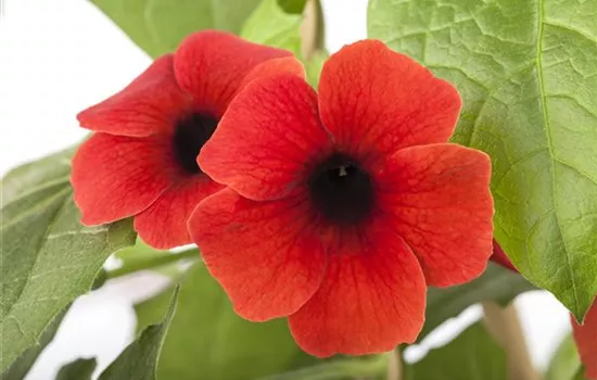 Schwarzäugige Susanne 'Brownie' Schwarzäugige Susanne 'Brownie'