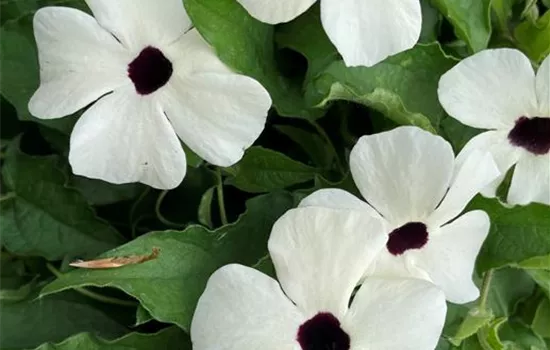 Schwarzäugige Susanne 'White Halo'(s) 